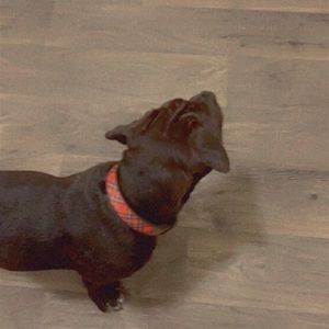 Meet your Posher, Camron